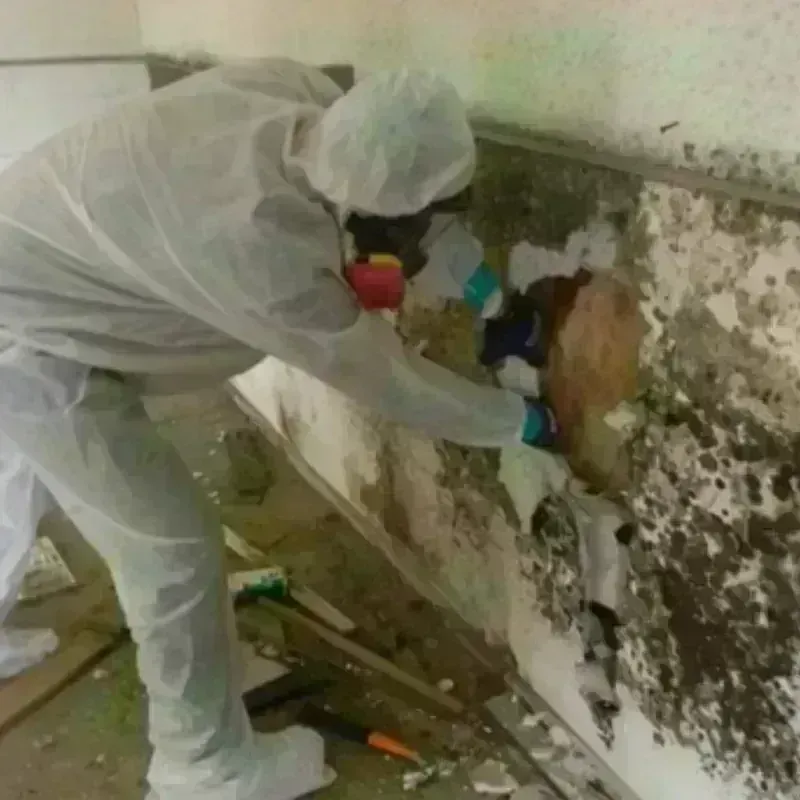 Mold Remediation and Removal in Camden, SC